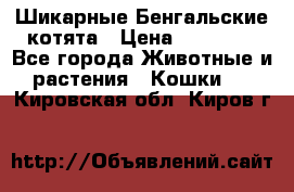 Шикарные Бенгальские котята › Цена ­ 25 000 - Все города Животные и растения » Кошки   . Кировская обл.,Киров г.